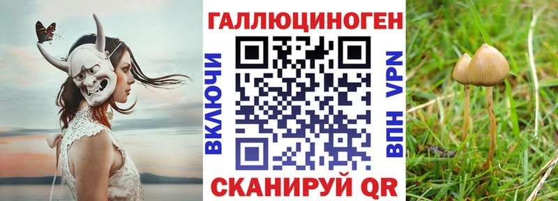где купить наркотик  Торопец  Галлюциногенные грибы Cubensis 